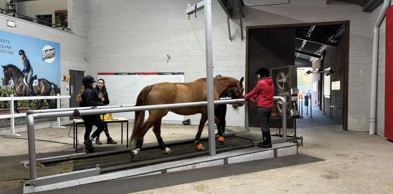 Photo of equine therapy at Hartpury University