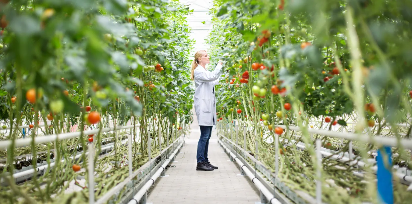 Photo of woman checking plants in greenhouse