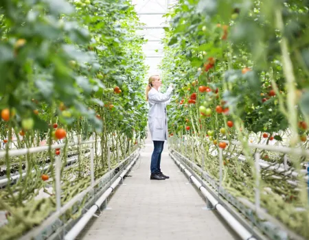 Horticulturalist tending plants in a greenhouse
