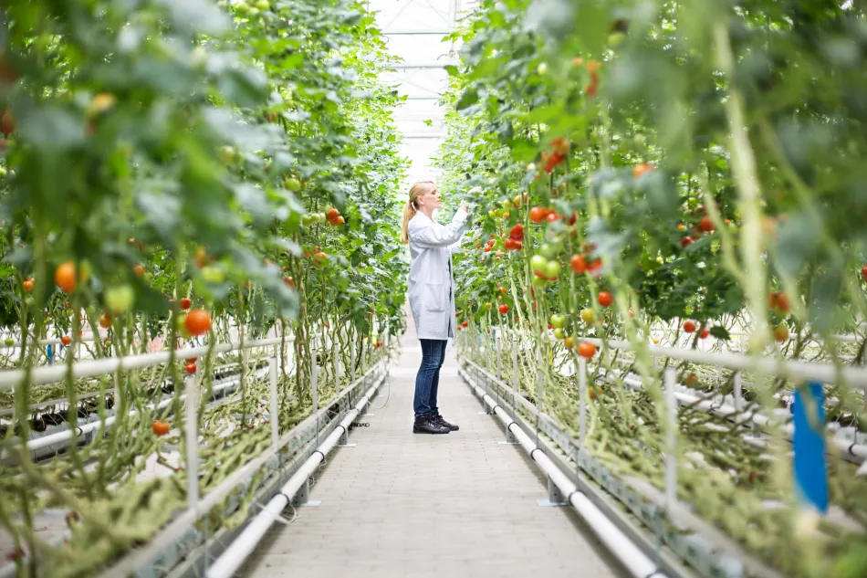 Photo of woman checking plants in greenhouse