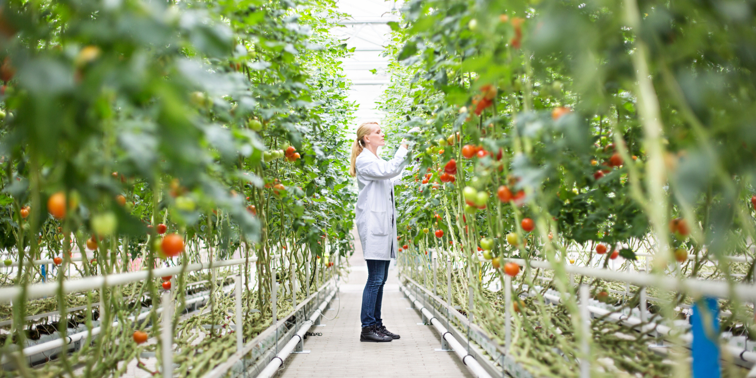 Horticulturalist tending plants in a greenhouse